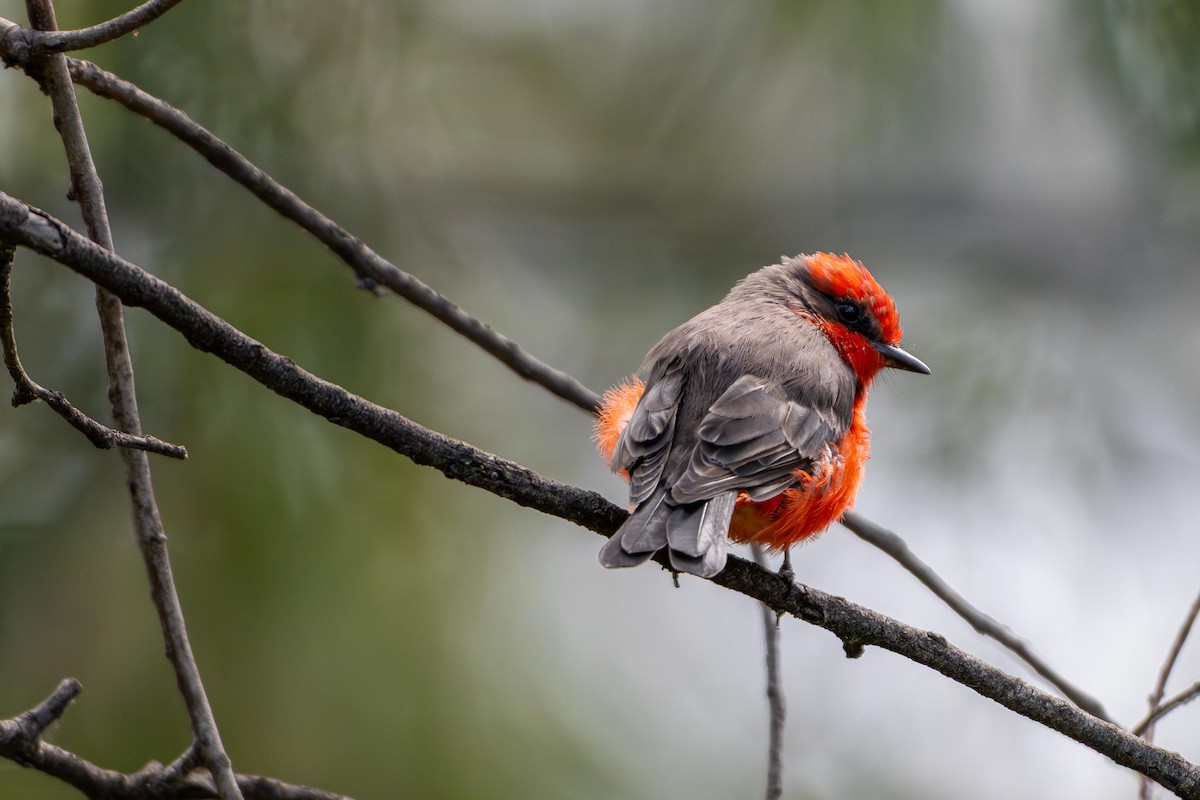Vermilion Flycatcher - ML643014624