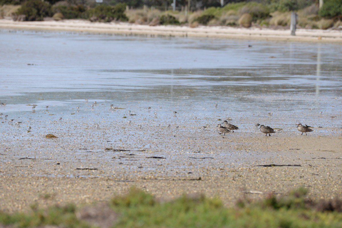 Gray Teal - ML643014628