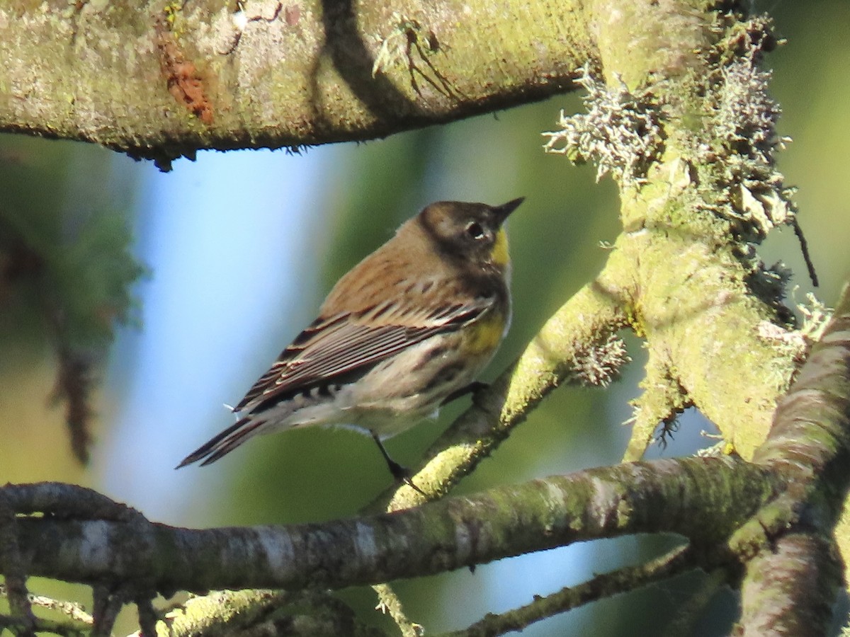 Yellow-rumped Warbler (Audubon's) - ML643014646