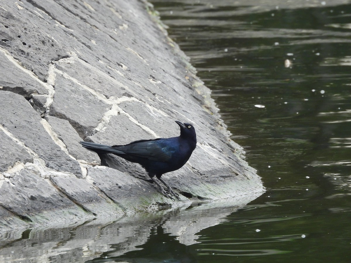 Great-tailed Grackle - ML643014647