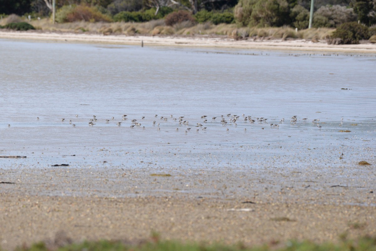Red-necked Stint - ML643014649