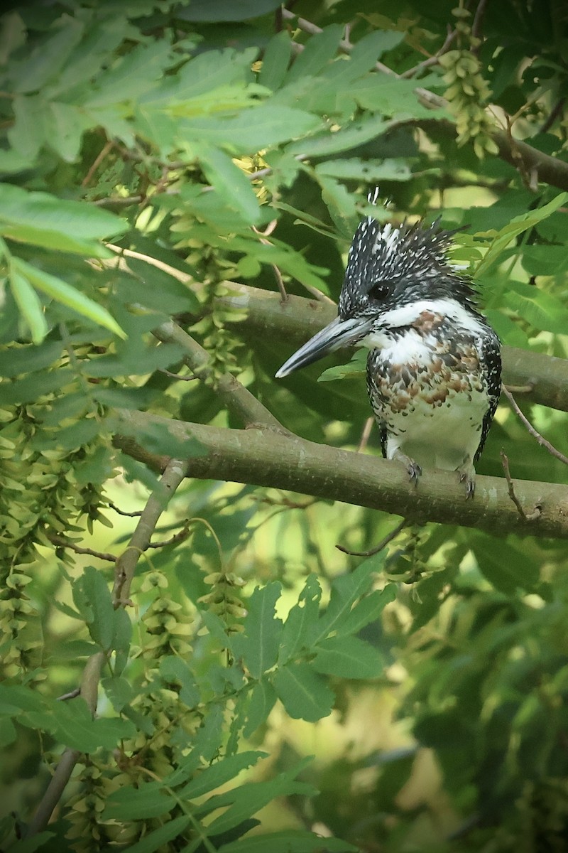 Crested Kingfisher - ML643014656