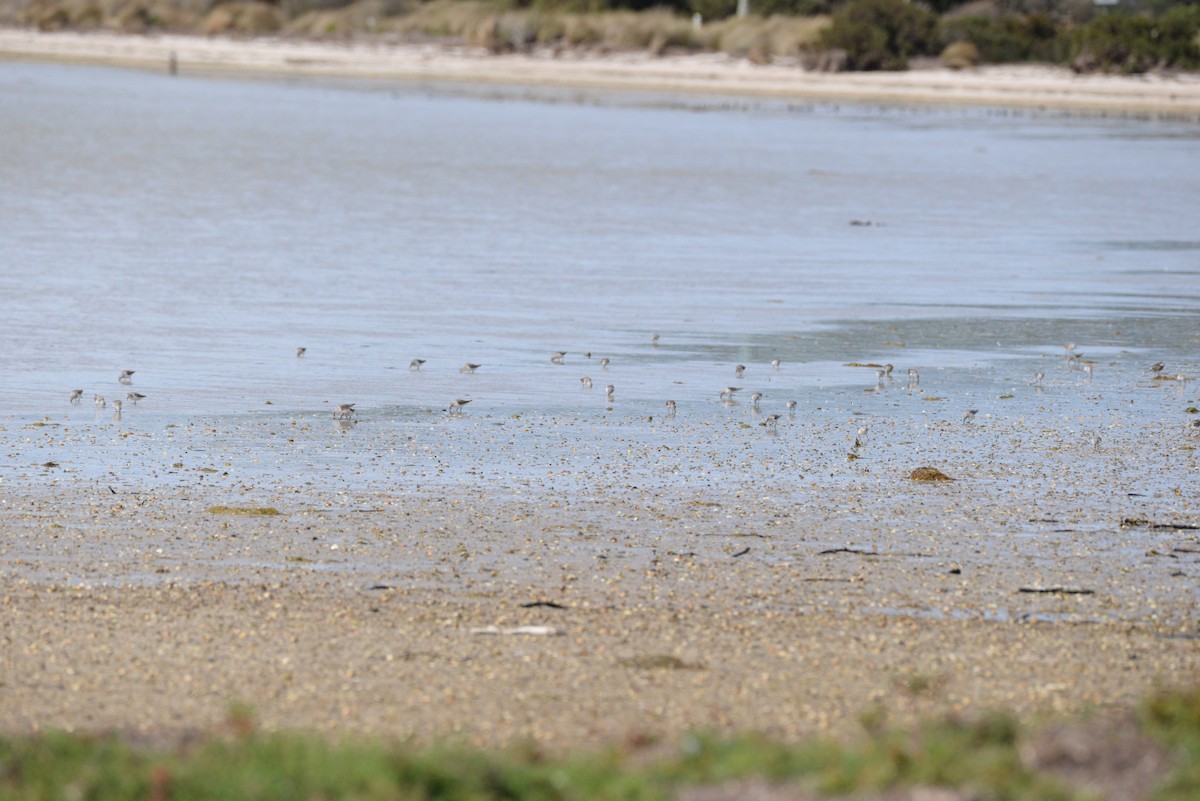 Red-necked Stint - ML643014657