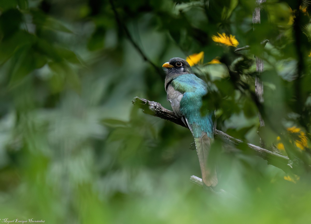 Kupfertrogon - ML643014663