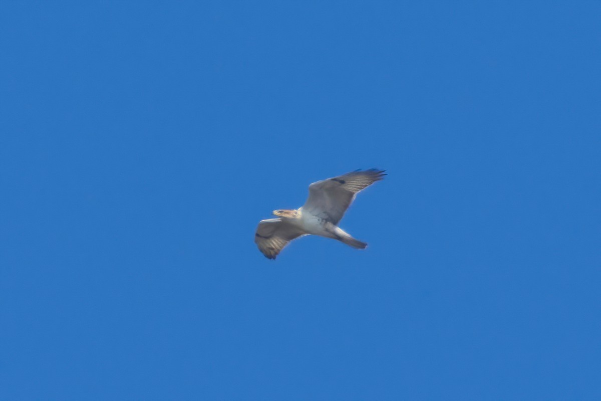 Ferruginous Hawk - ML643014666