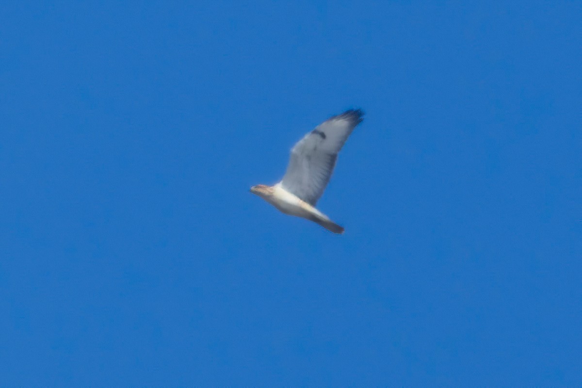 Ferruginous Hawk - ML643014667