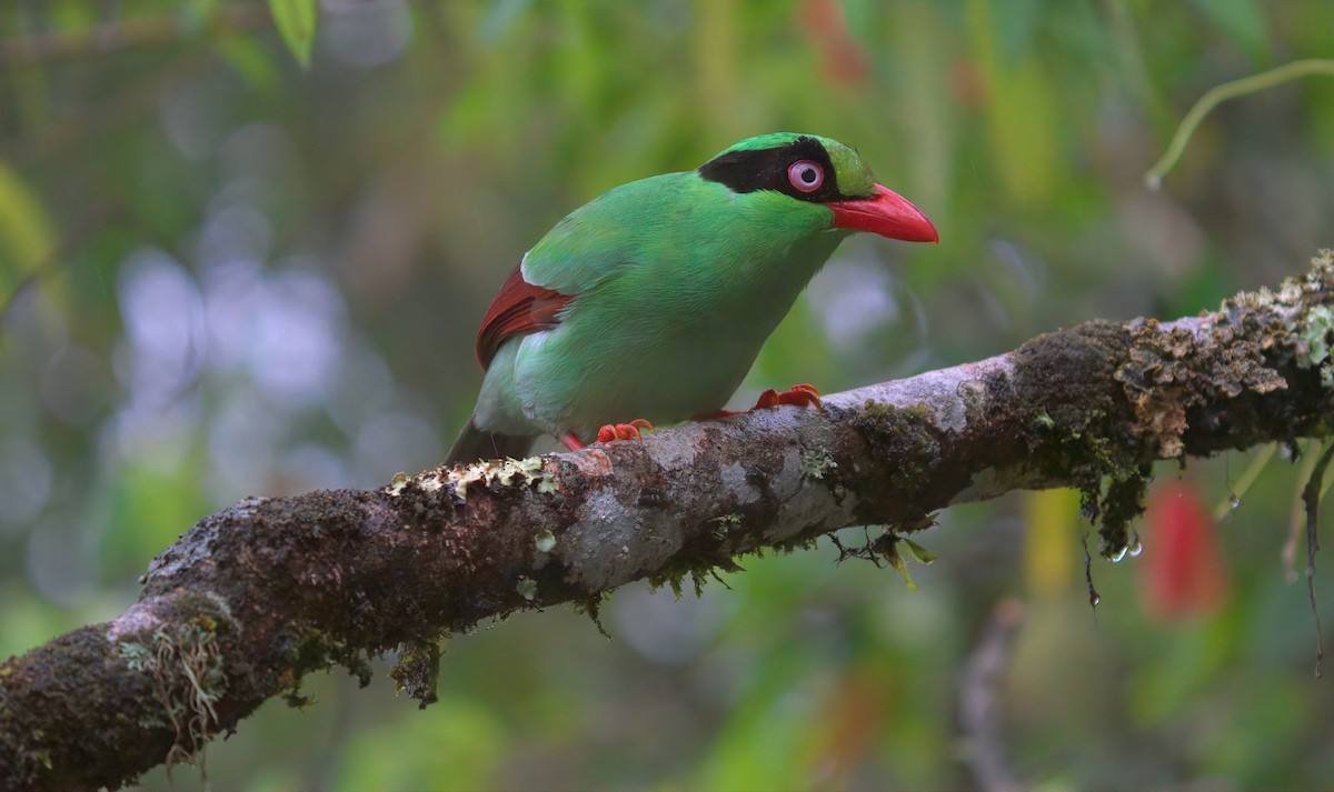 Bornean Green-Magpie - ML643014674