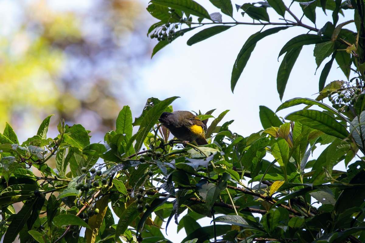 Black-and-yellow Silky-flycatcher - ML643014687