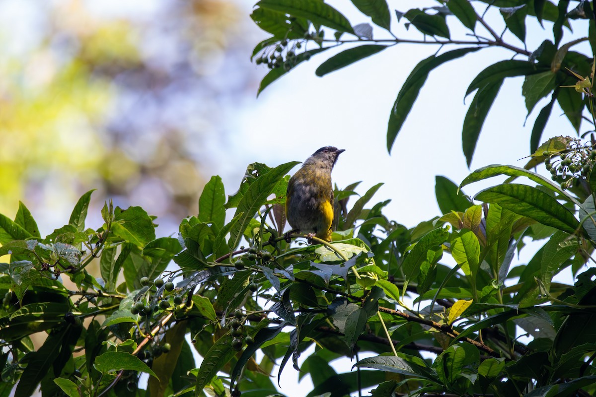 Black-and-yellow Silky-flycatcher - ML643014688