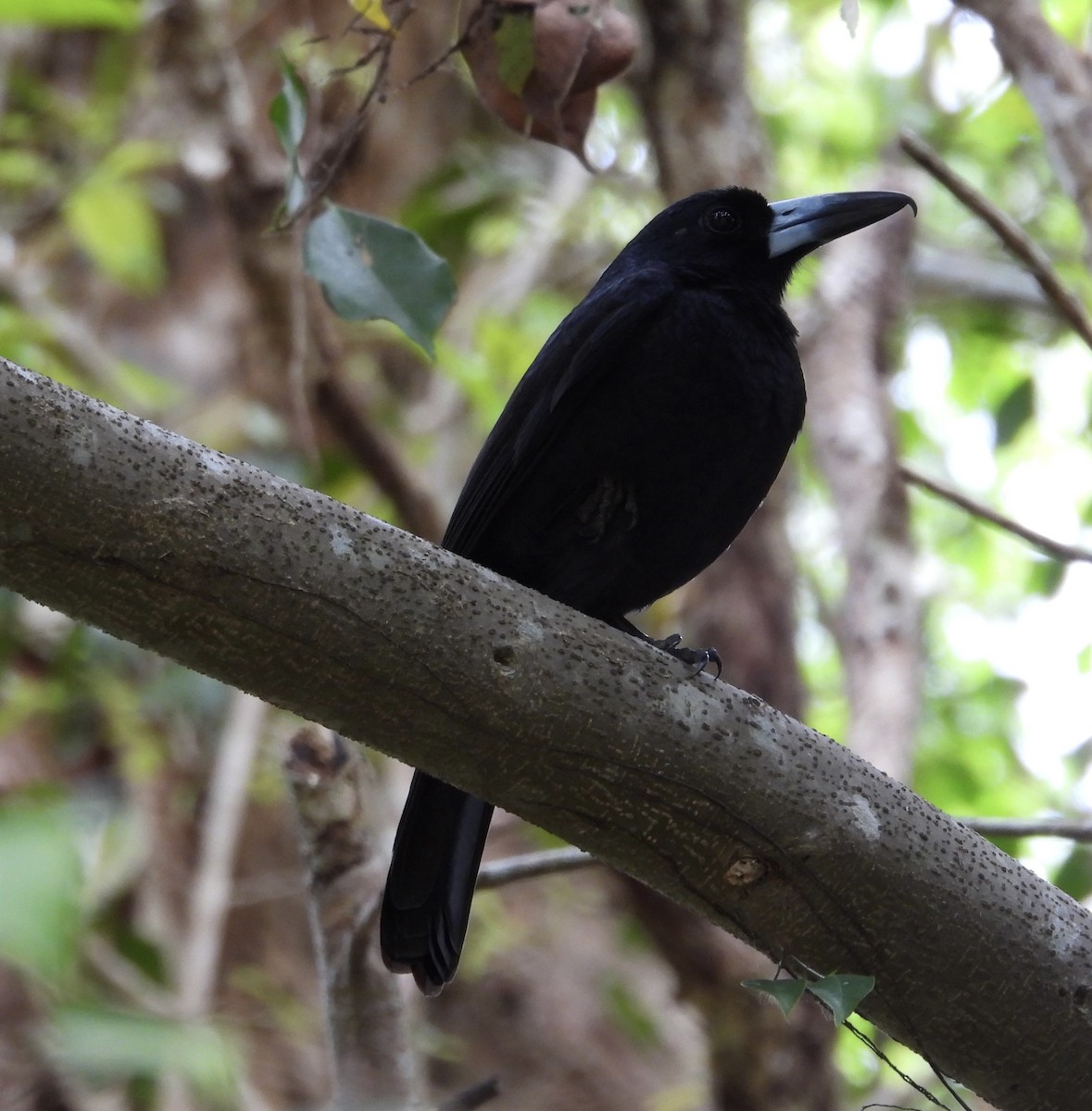 Black Butcherbird - ML643014697