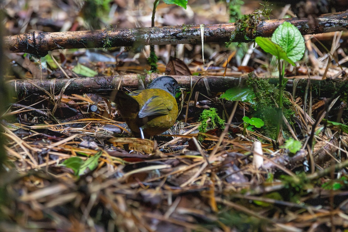 Large-footed Finch - ML643014700
