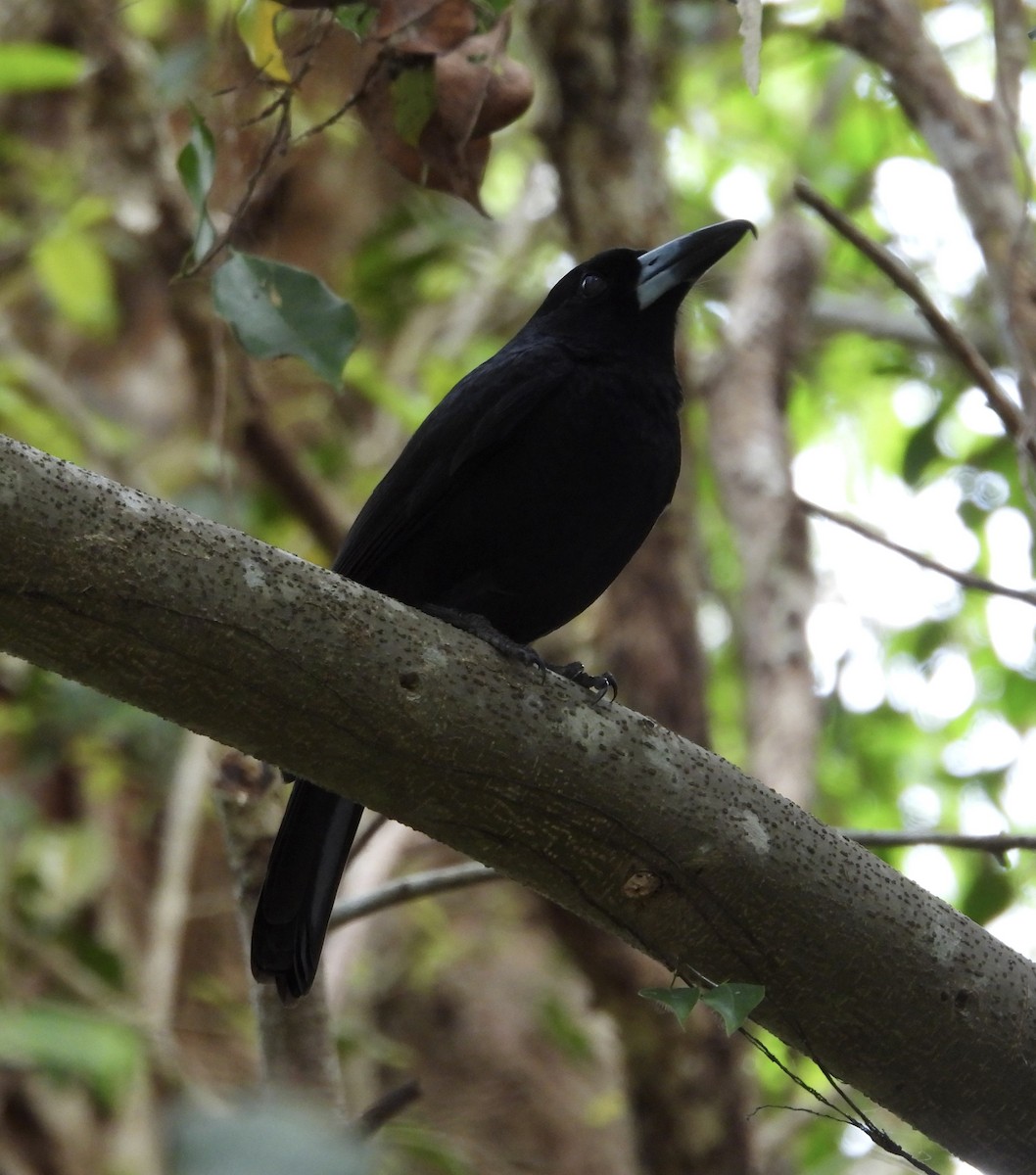 Black Butcherbird - ML643014701