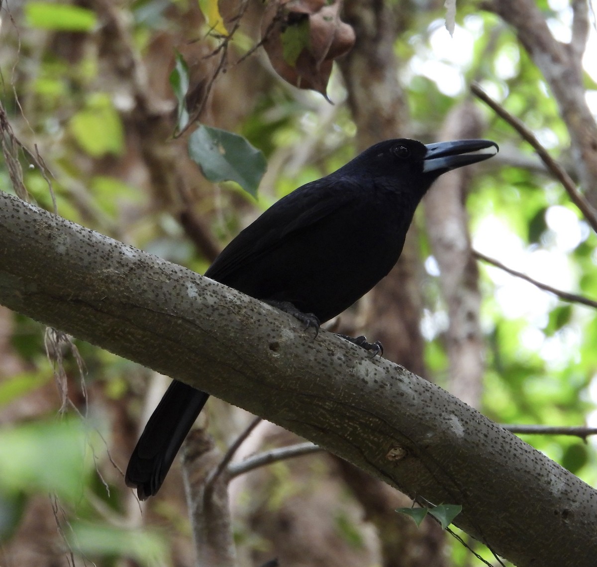 Black Butcherbird - ML643014706