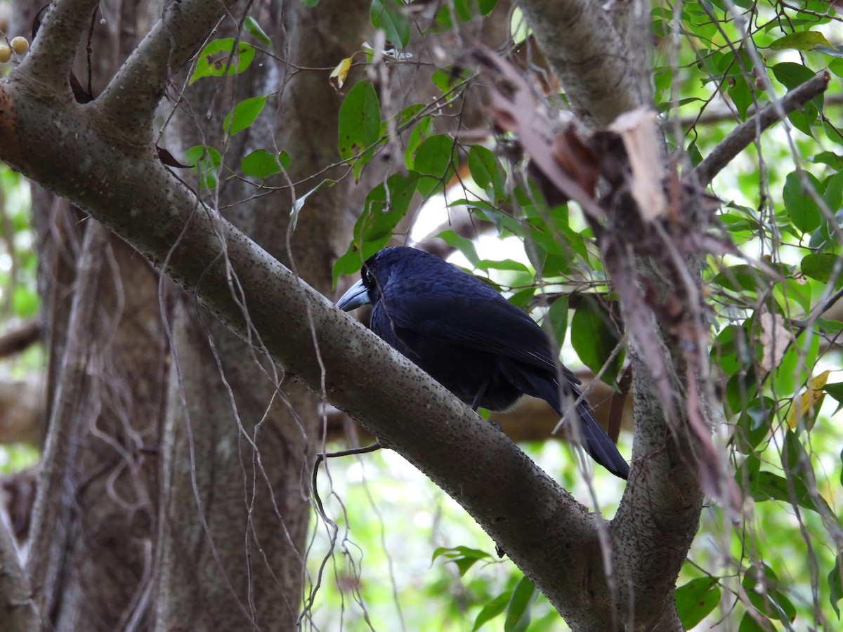 Black Butcherbird - ML643014711