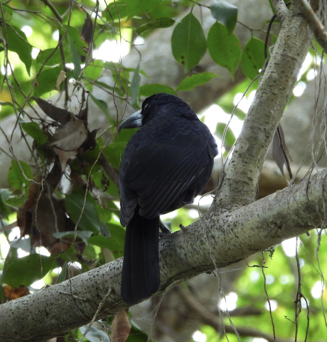 Black Butcherbird - ML643014715