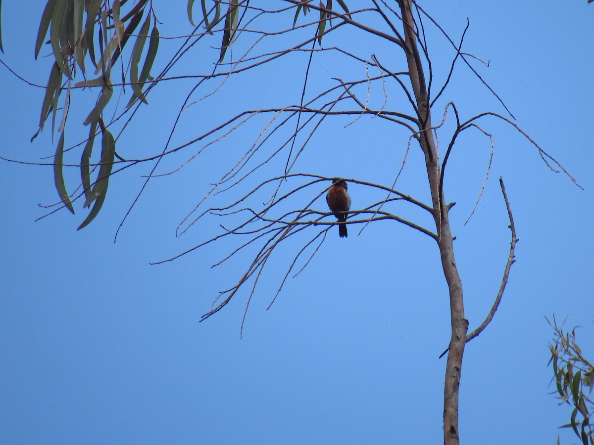Black-throated Flowerpiercer - ML643014719