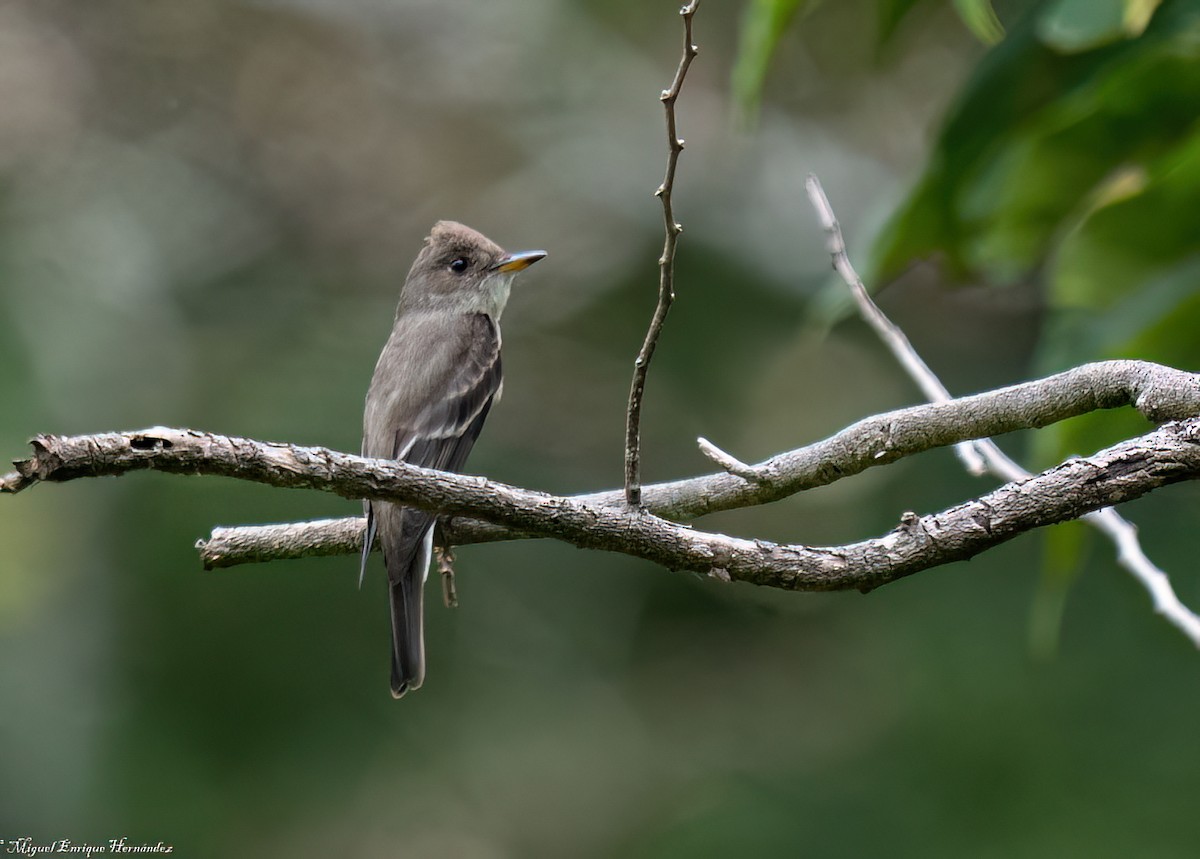 Western/Eastern Wood-Pewee - ML643014729