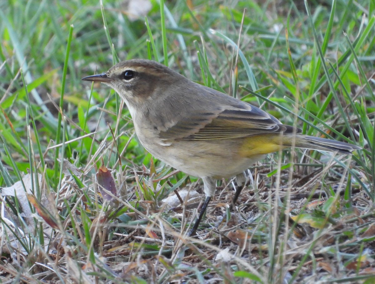 Palm Warbler (Western) - ML643014734
