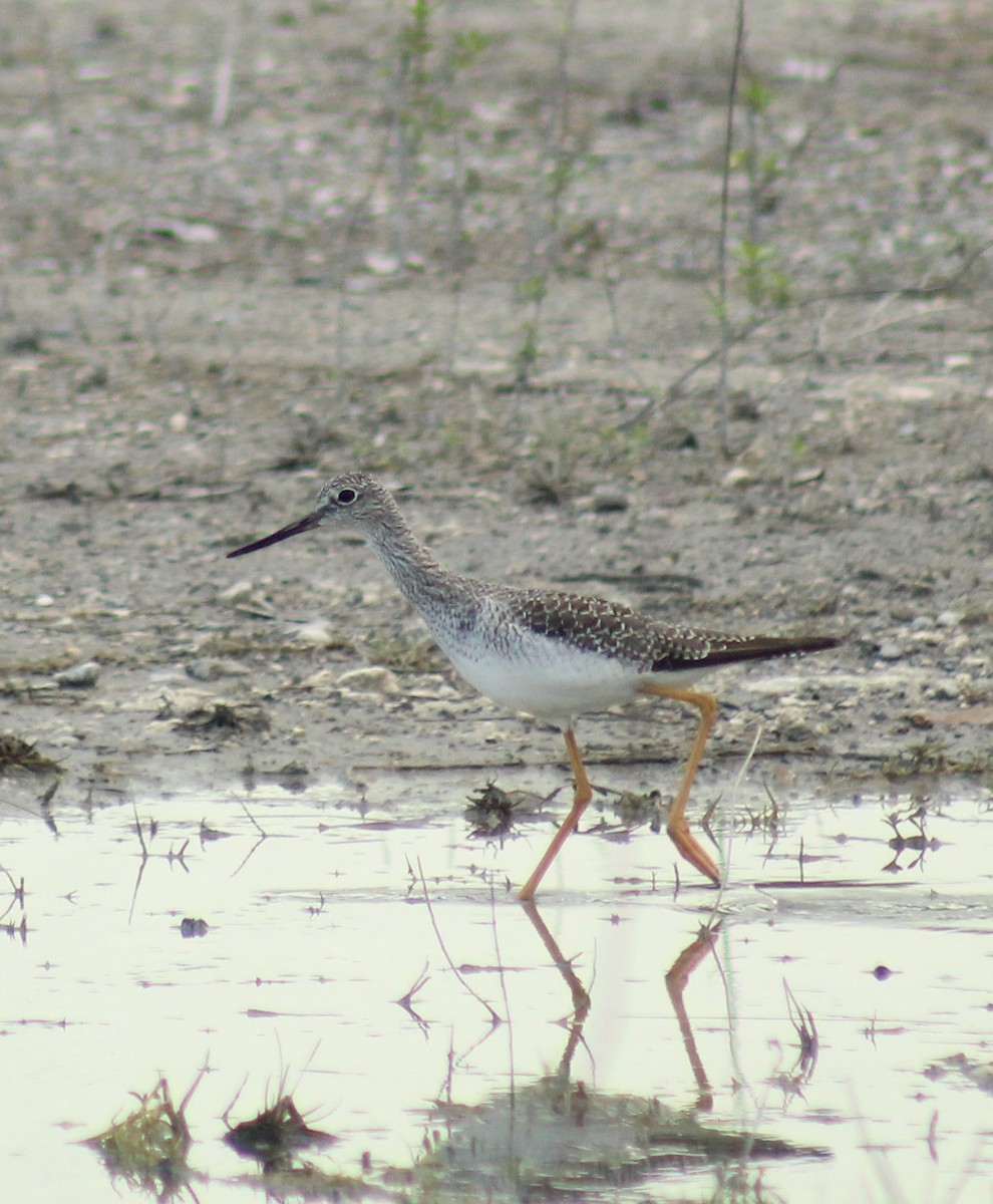 Lesser Yellowlegs - ML643014741