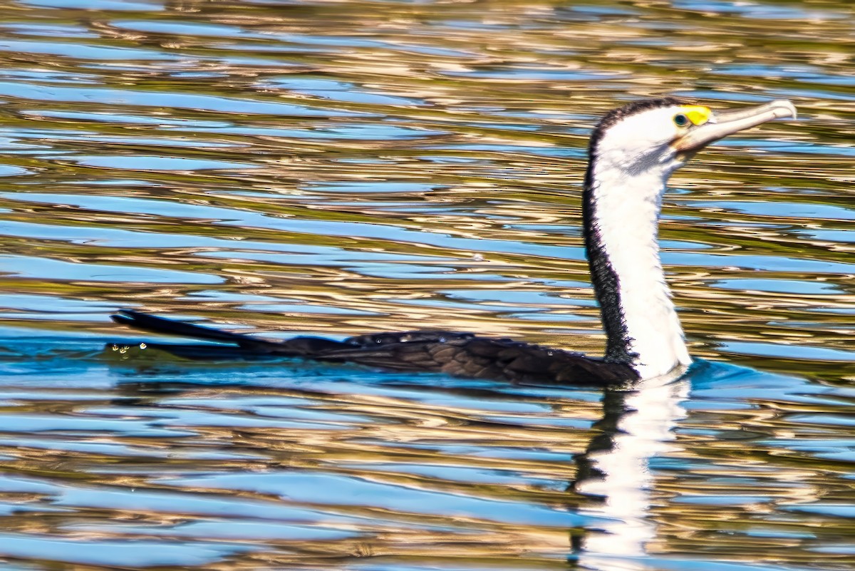 Cormoran varié - ML643014751