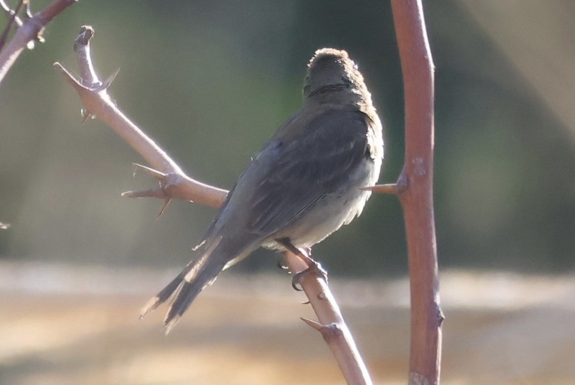 lazulispurv/indigospurv - ML643014752