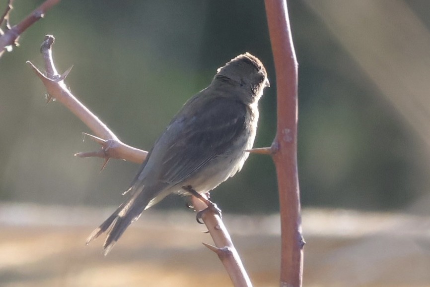 lazulispurv/indigospurv - ML643014753