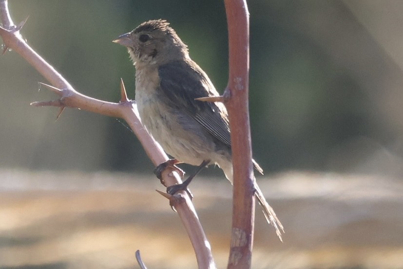 lazulispurv/indigospurv - ML643014754