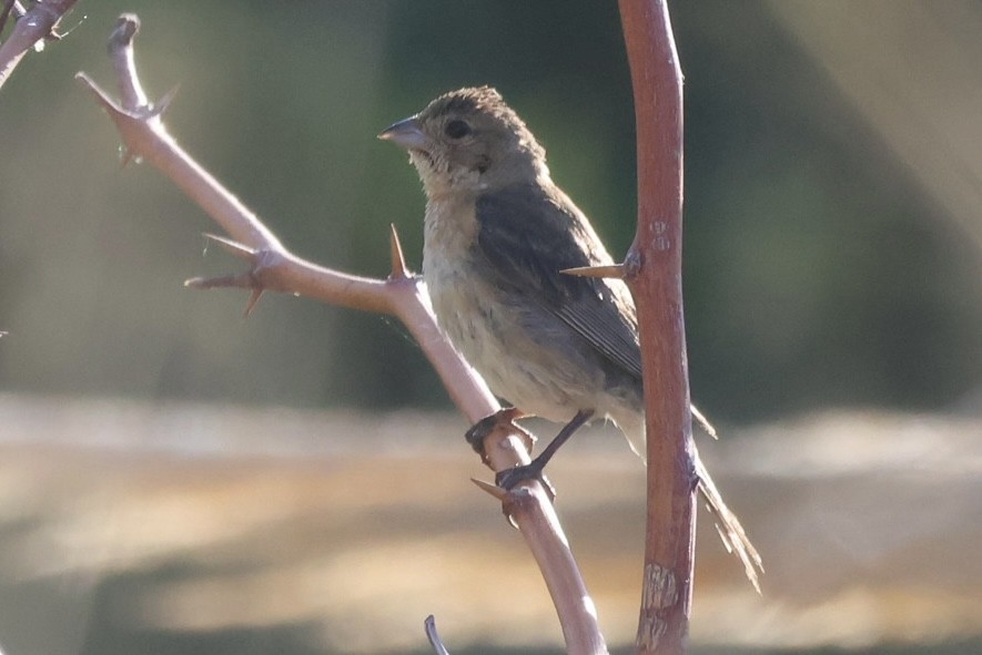 lazulispurv/indigospurv - ML643014755