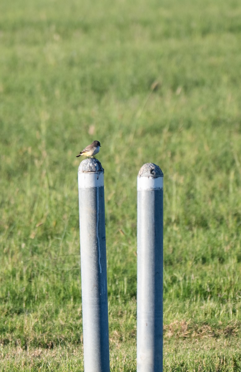 Vermilion Flycatcher - ML643014759