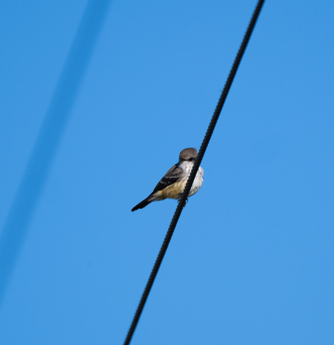 Vermilion Flycatcher - ML643014760
