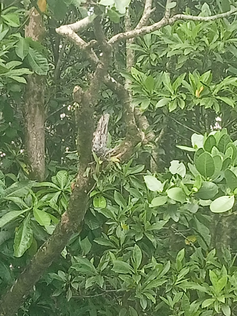 Papuan Frogmouth - ML643014774