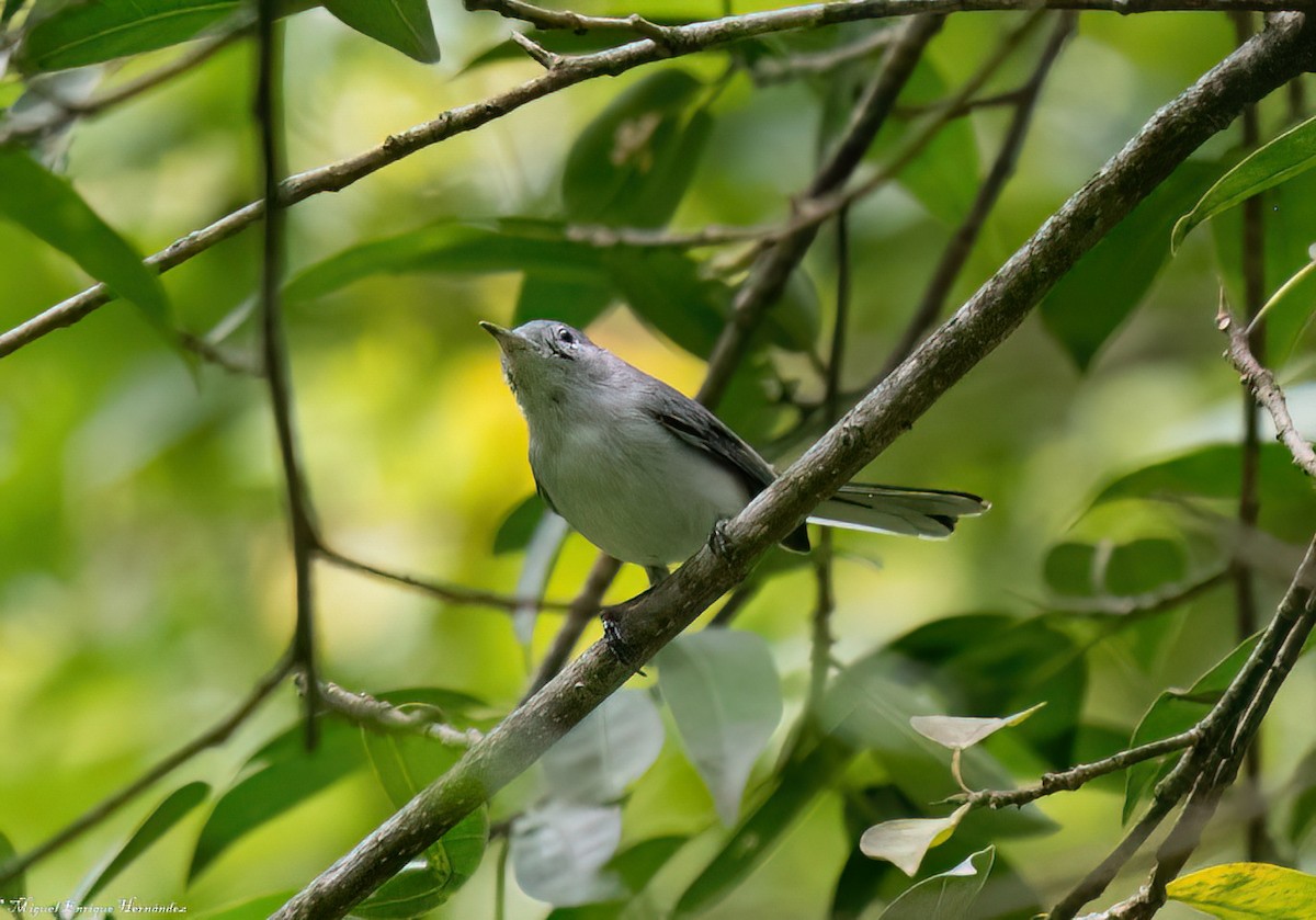 Blue-gray Gnatcatcher - ML643014776