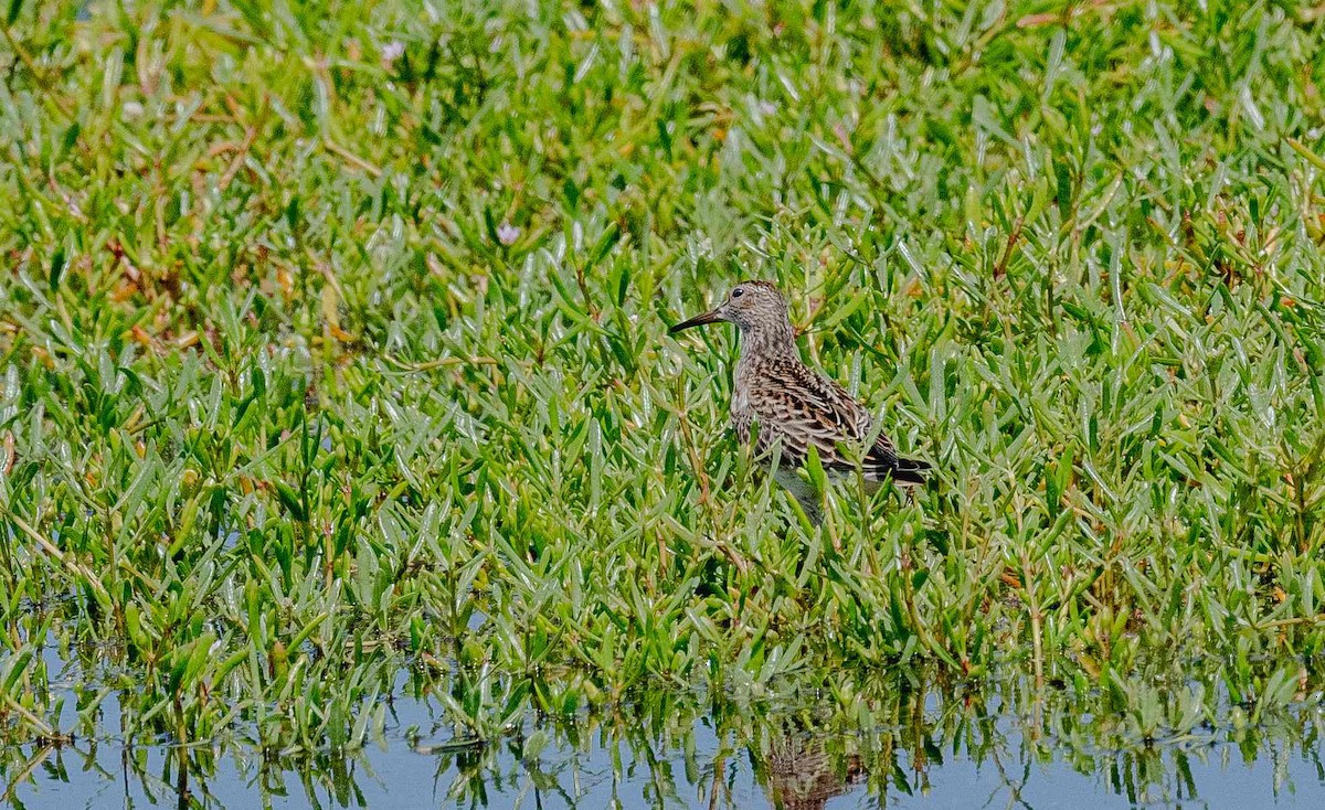 Pectoral Sandpiper - ML643014777