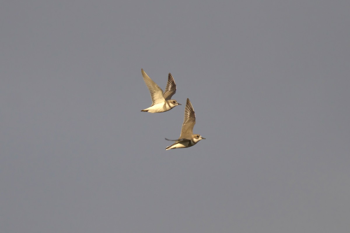 Two-banded Plover - ML643014778