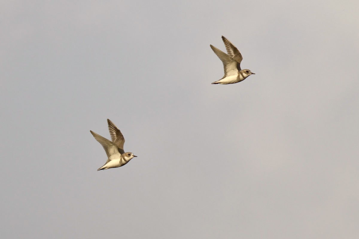 Two-banded Plover - ML643014779