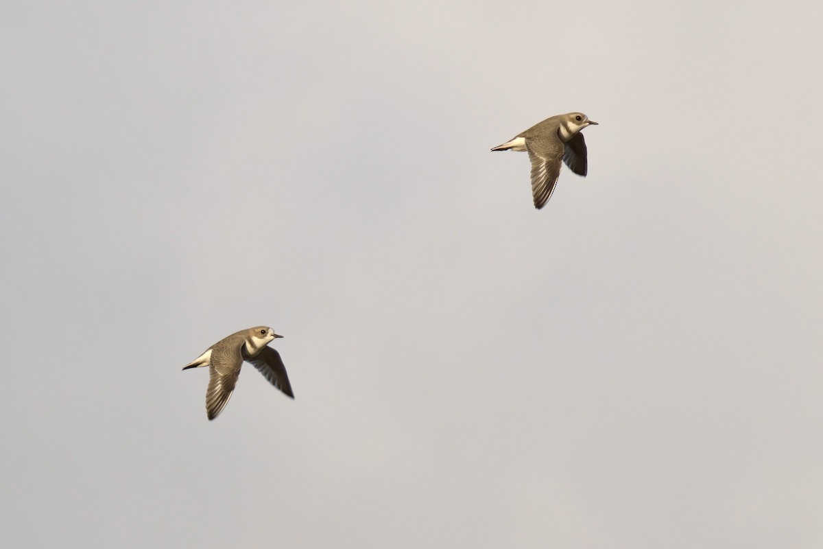 Two-banded Plover - ML643014781