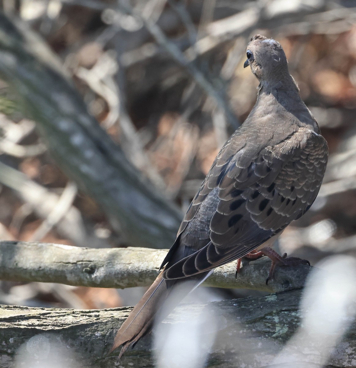 Mourning Dove - ML643014788