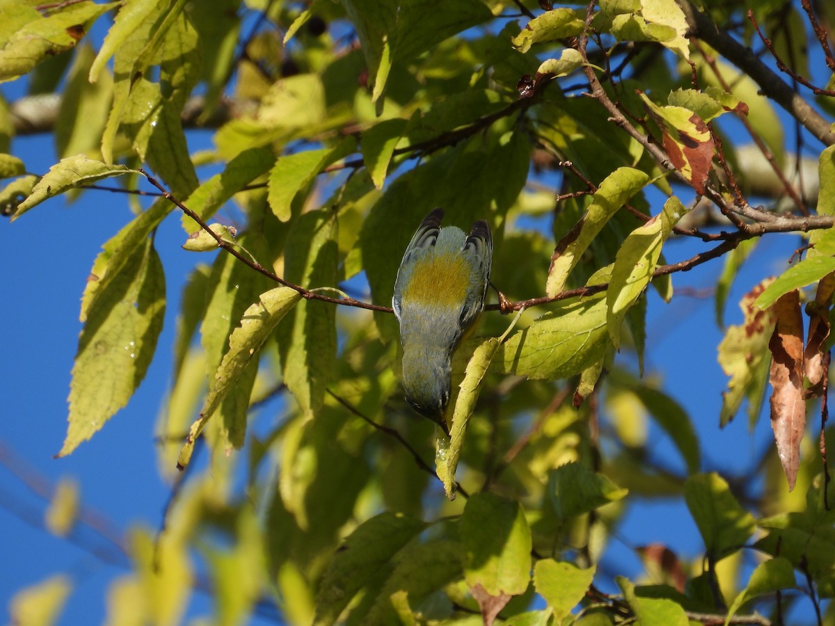 Northern Parula - ML643014789