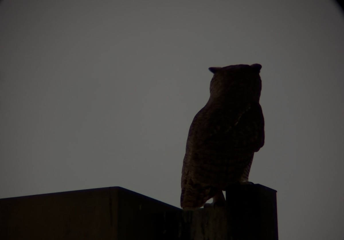 Great Horned Owl - ML643014790
