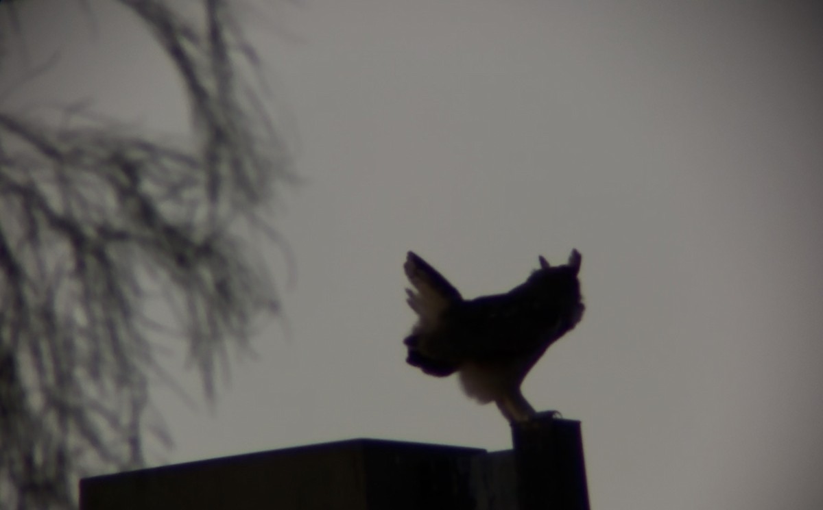 Great Horned Owl - ML643014791
