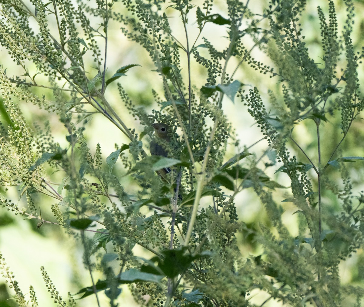 Nashville Warbler - ML643014793
