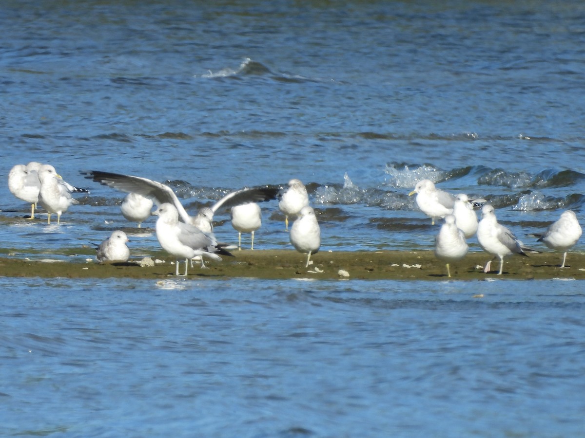 Short-billed Gull - ML643014797