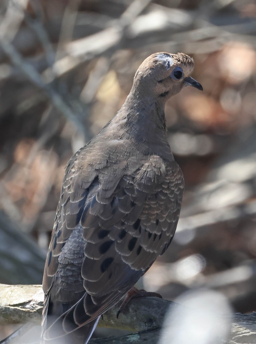 Mourning Dove - ML643014801