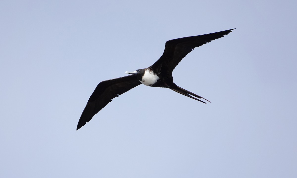 Magnificent Frigatebird - ML643014802