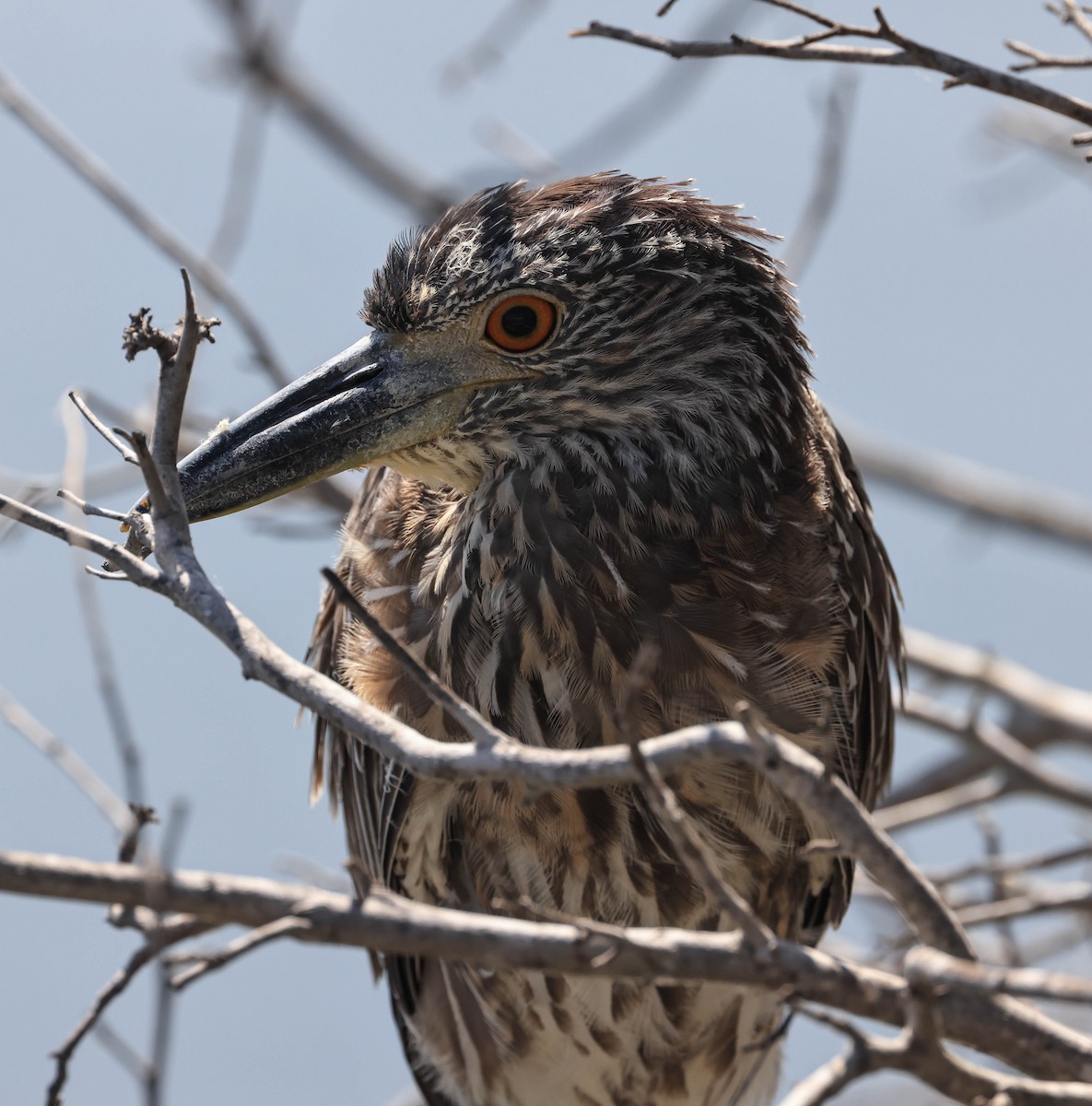Yellow-crowned Night Heron - ML643014803