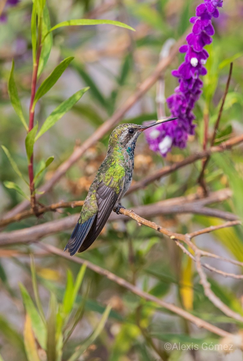 Broad-billed Hummingbird - ML643014805
