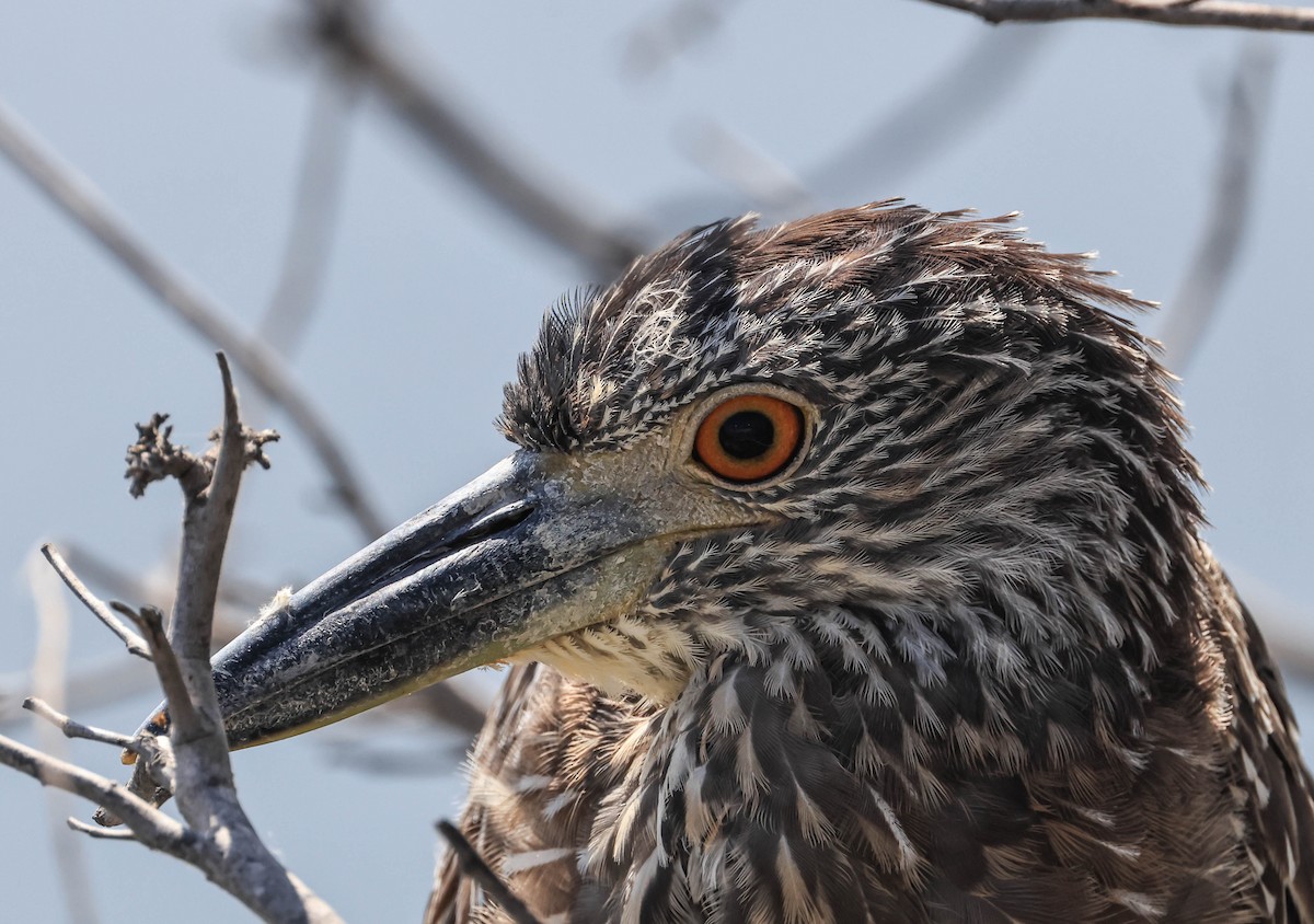 Yellow-crowned Night Heron - ML643014806
