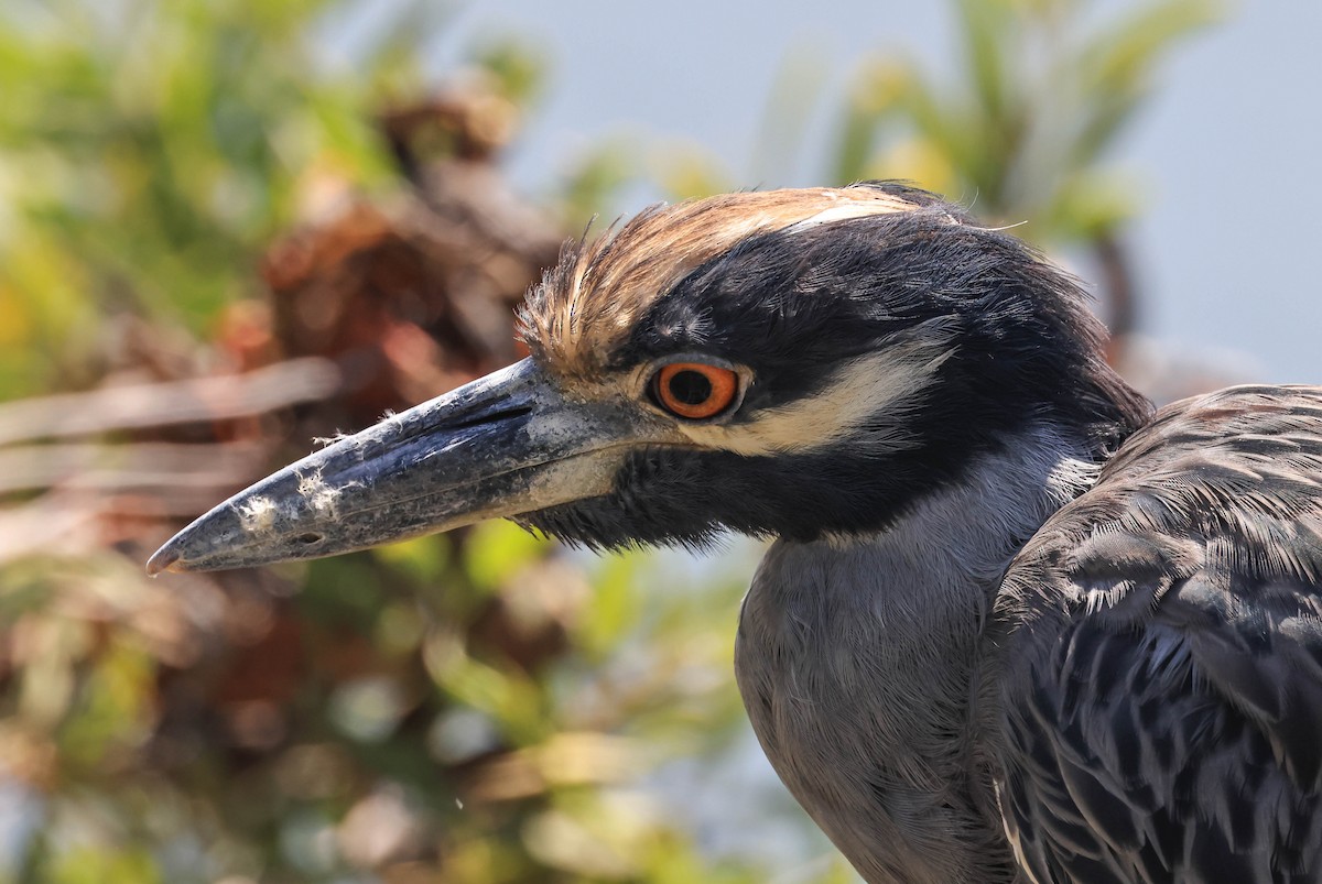 Yellow-crowned Night Heron - ML643014807