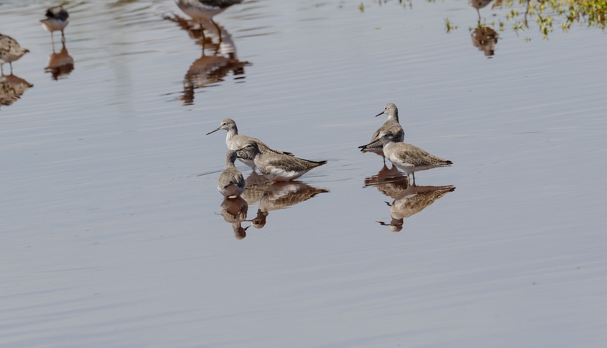 Greater Yellowlegs - ML643014808