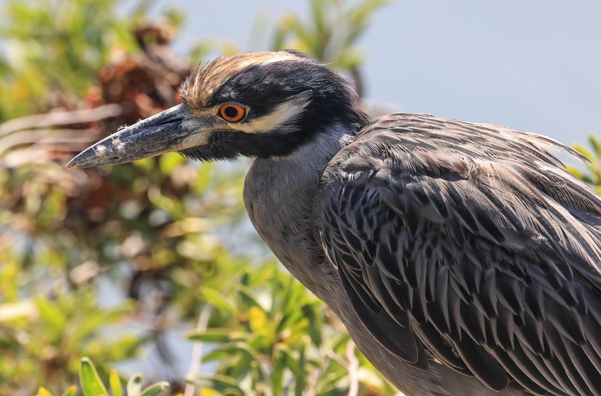 Yellow-crowned Night Heron - ML643014809